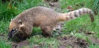 Help the coatimundi in Arizona