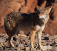 Help coyotes in Arizona