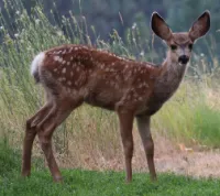 Help the deer in Arizona