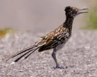 Help the Greater Roadrunner in Arizona