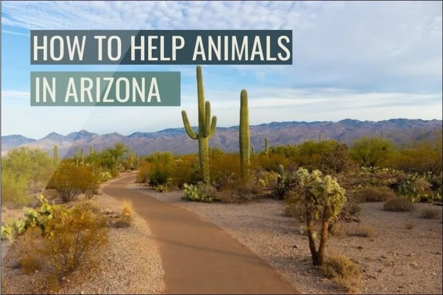 How To Help Animals in Arizona