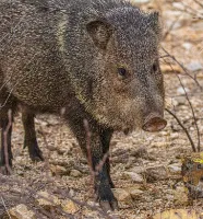 Help the Javelina