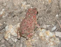 Help the red spotted toad in Arizona