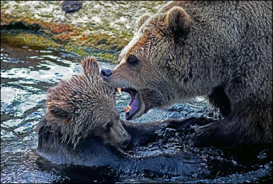 Bear mom and her cub swimming