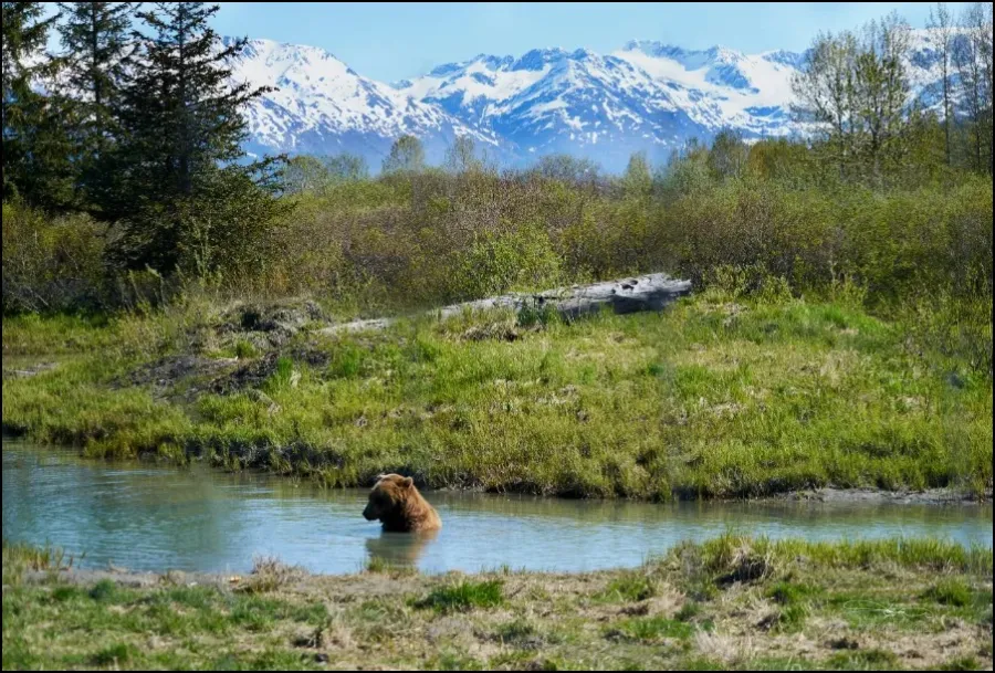 Bear cooling down in the water