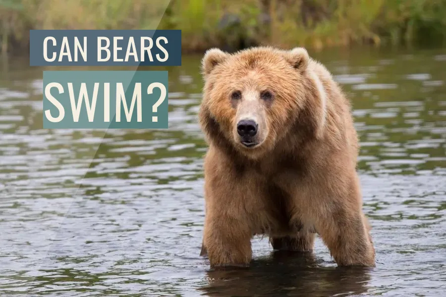 Can bears swim?