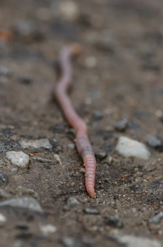 Earthworm streched out