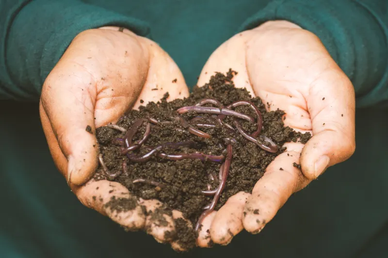 Hearthshaped hands holding worms covered in soil