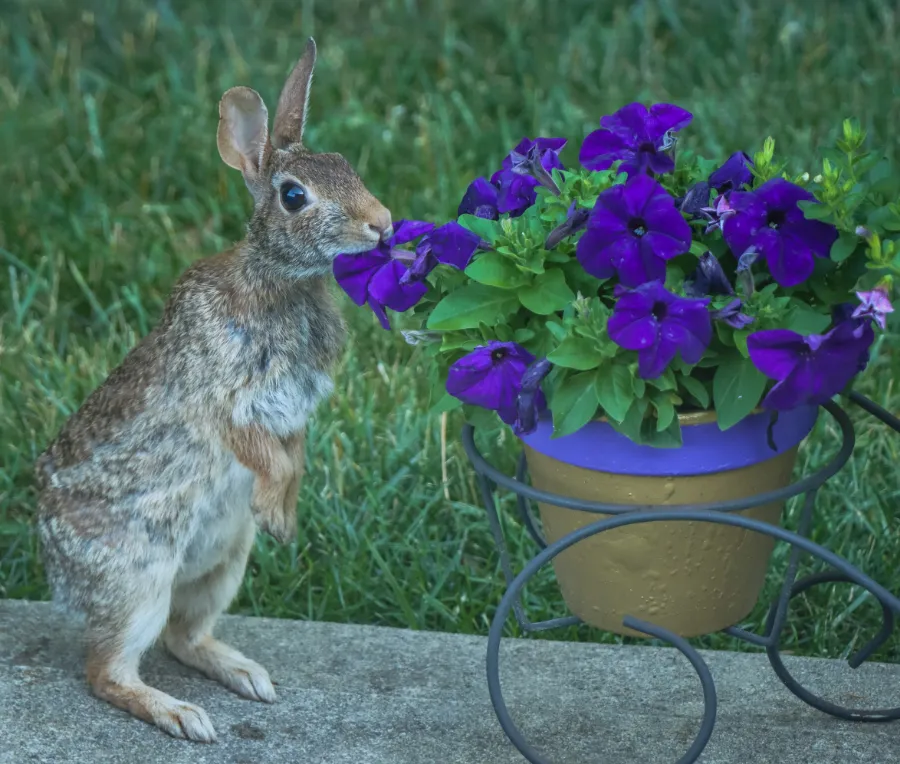 Hare eating a flower