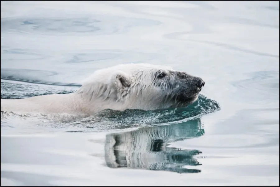 Polar bear swimming