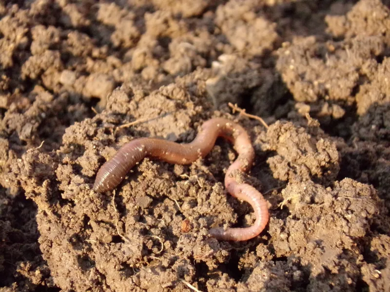 Thick earthworm in soil