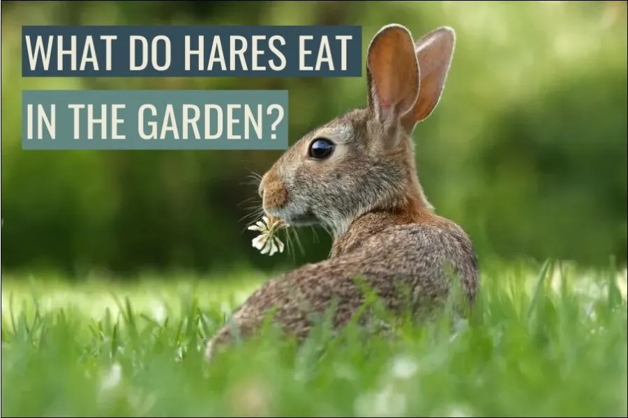 What Do Hares Eat In The Garden