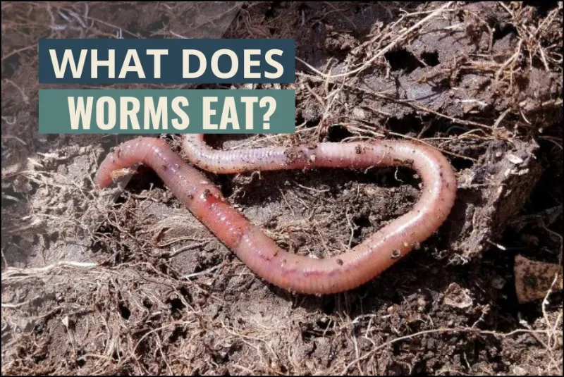 What do worms eat?