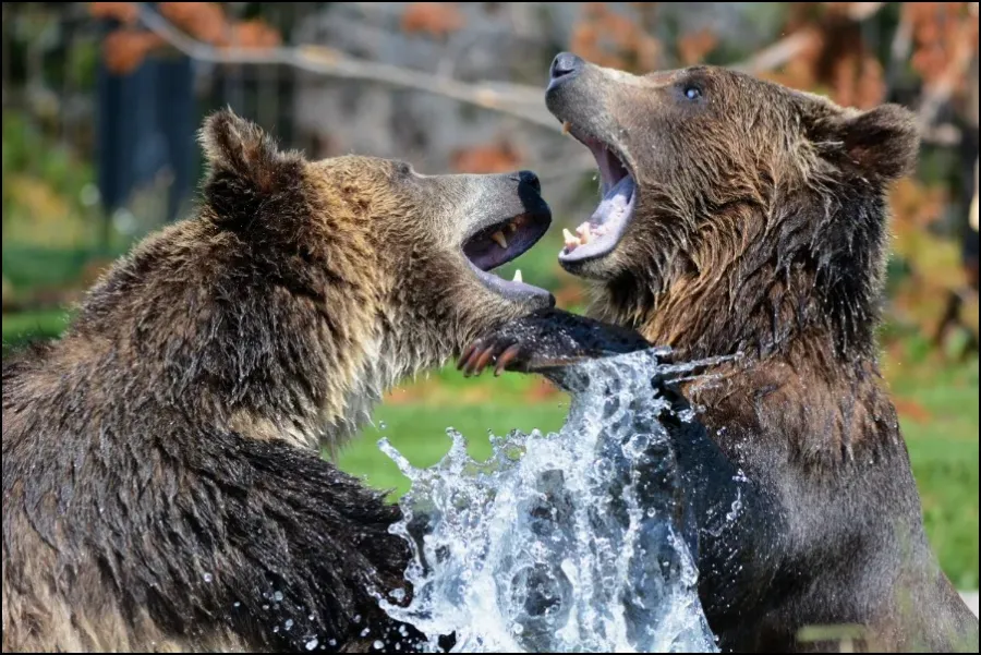 Two bears playing in the water