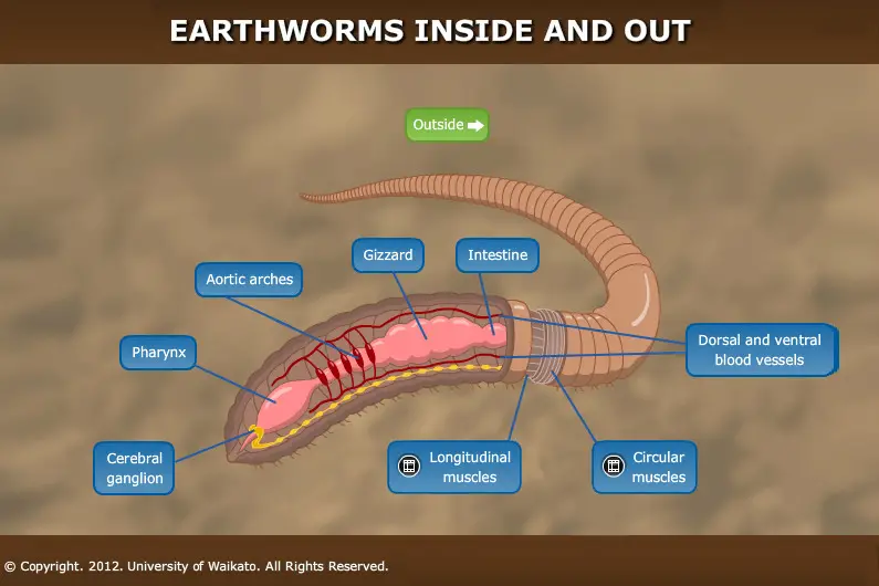 Earthworms inside and out