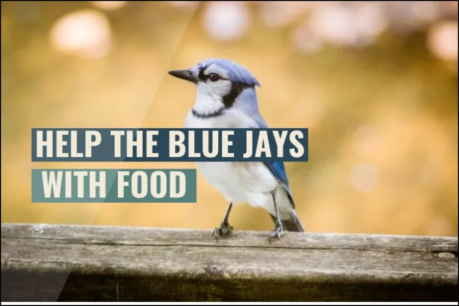 Help blue jays with food