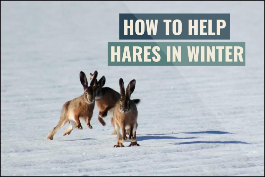 How To Help Hares In WInter