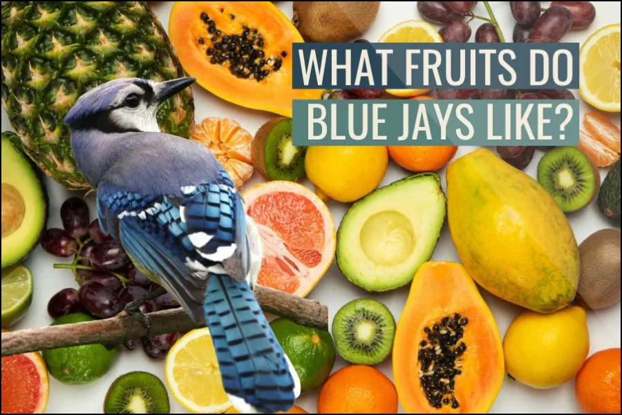 What Fruits Do Blue Jays Like