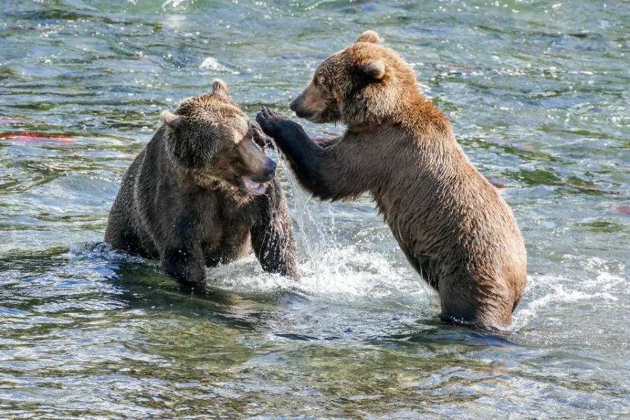 Two bear cubs fighting