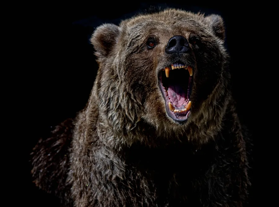An angry bear shows it's teeth and growls