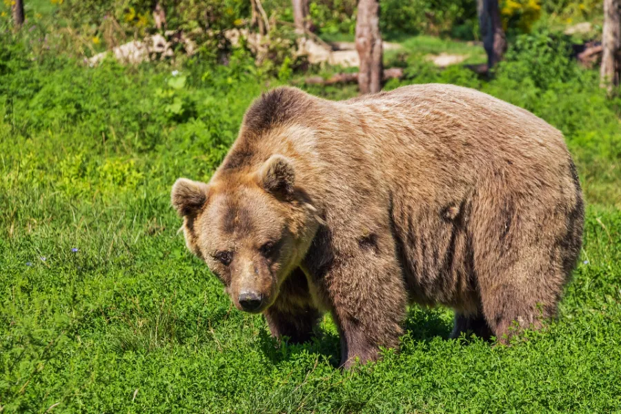 Bear in grass