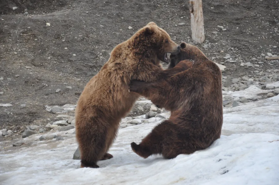 Two bears fighting