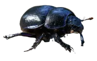 Can blue jays eat beetles?