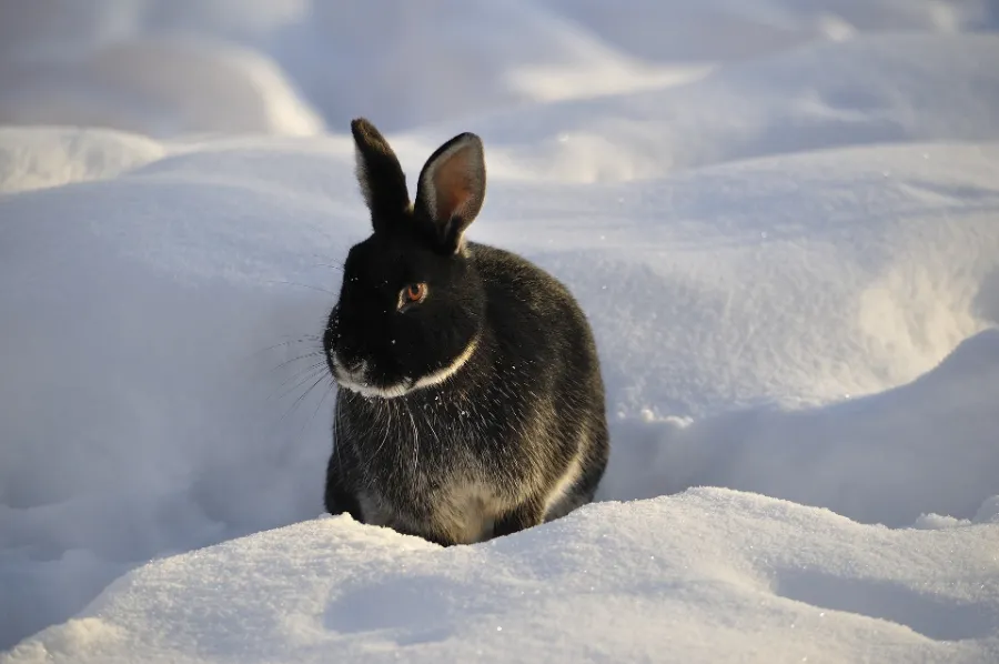 Black hare in snow