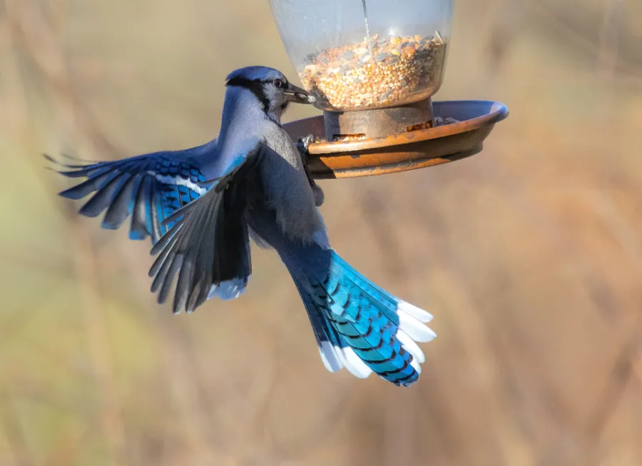 Blue jay eating seeds