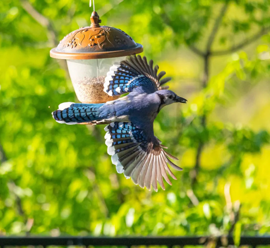 Blue jay flying away from bird feeder