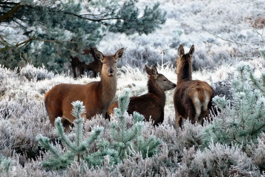 Deer waiting for food