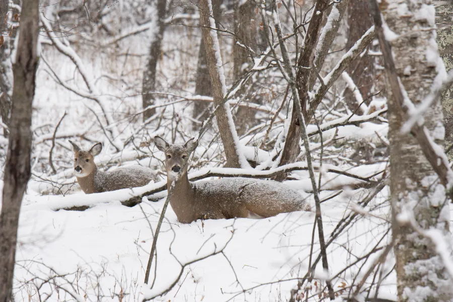 Deer in snow