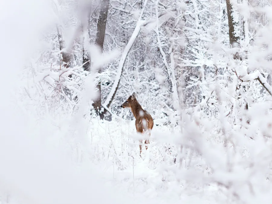 Deer on a winter day