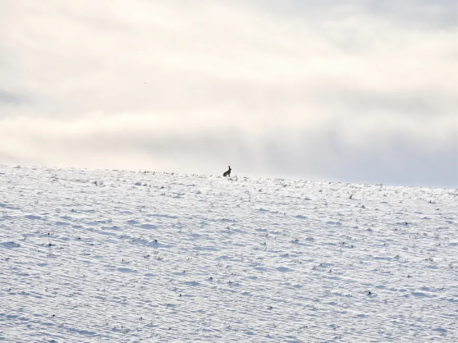 Hare on a snowy field