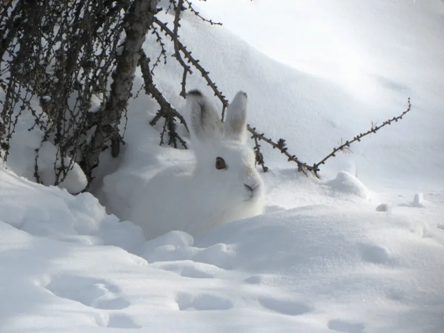 Avoid disturbing hare habitat