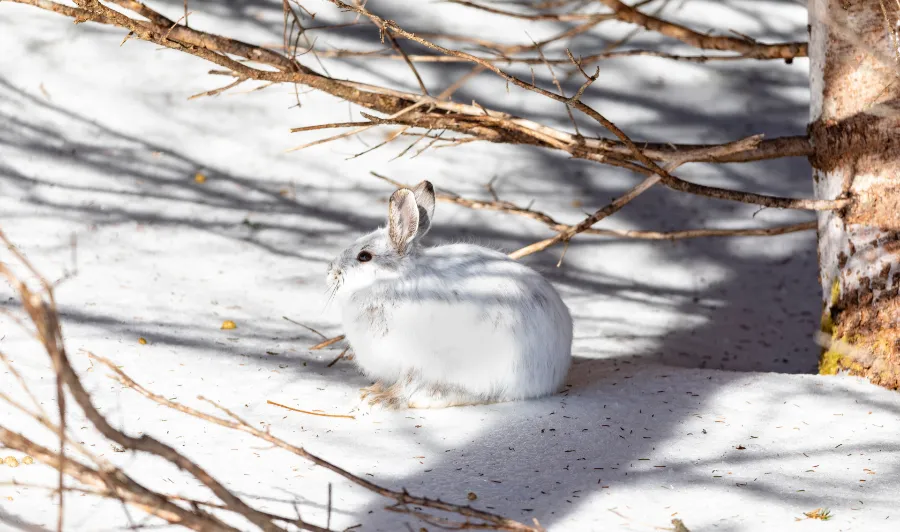 White hare in snow