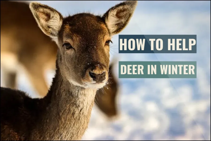 How To Help Deer In Winter