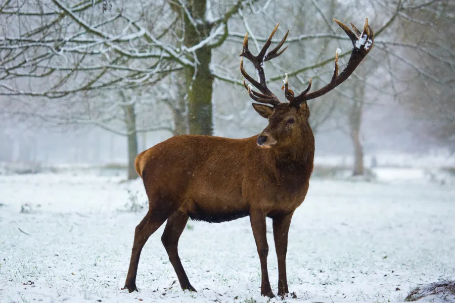 A beautiful stag in winter