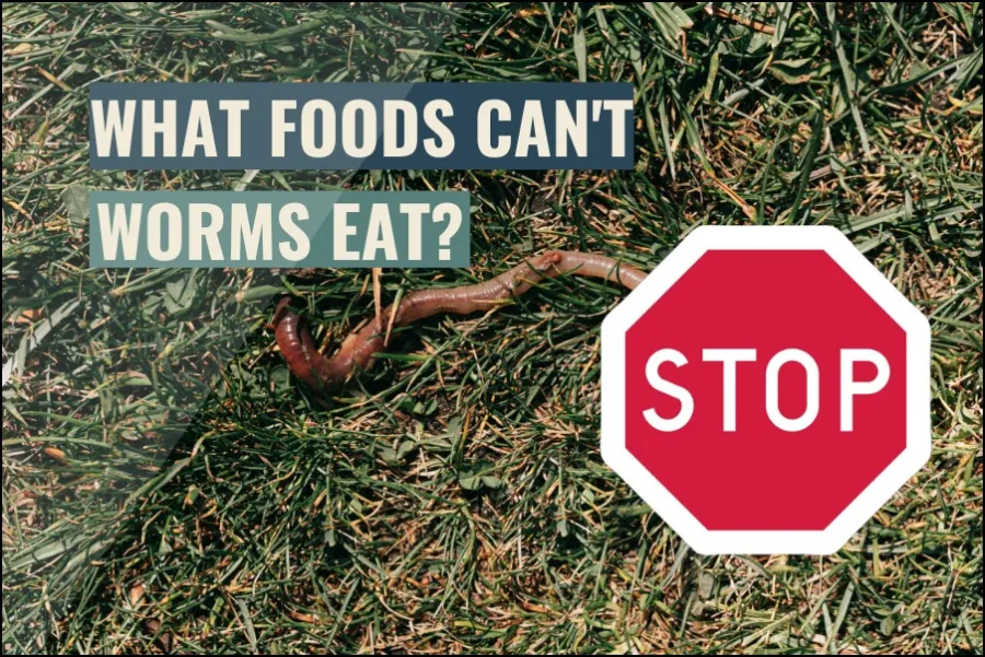 What foods can't worms eat?