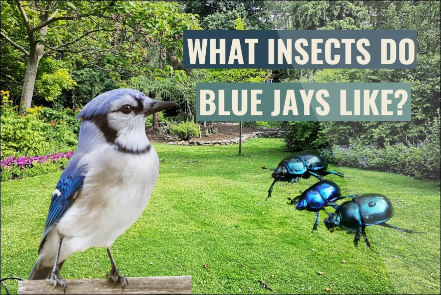 What Insects and Invertebrates Do Blue Jays Like?