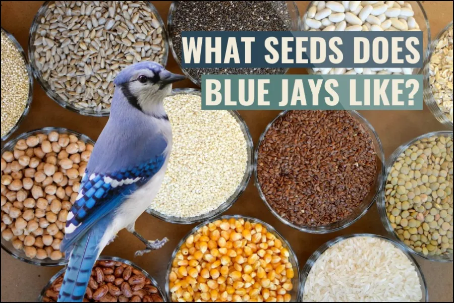 What seeds do blue jays like to eat?