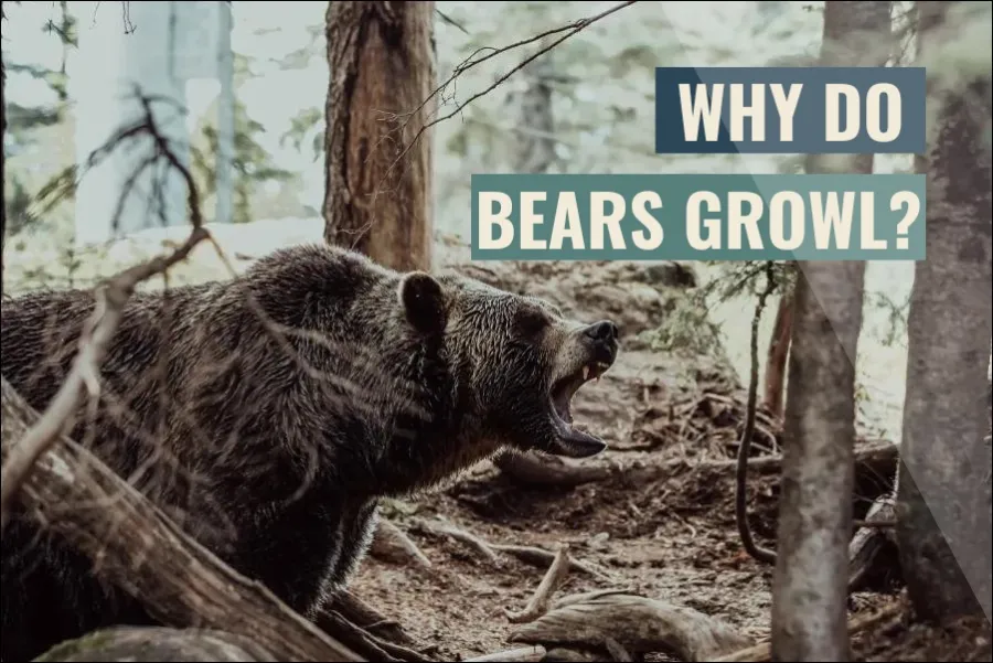 Why Do Bears Growl?
