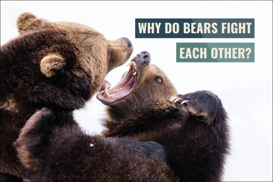 Why Do Bears Fight Each Other?