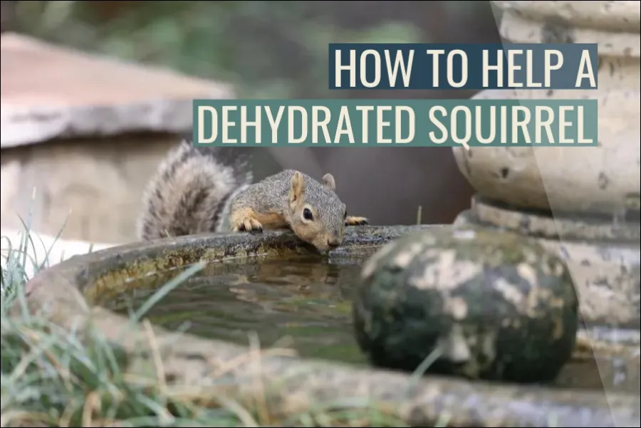 How To Help A Dehydrated Squirrel