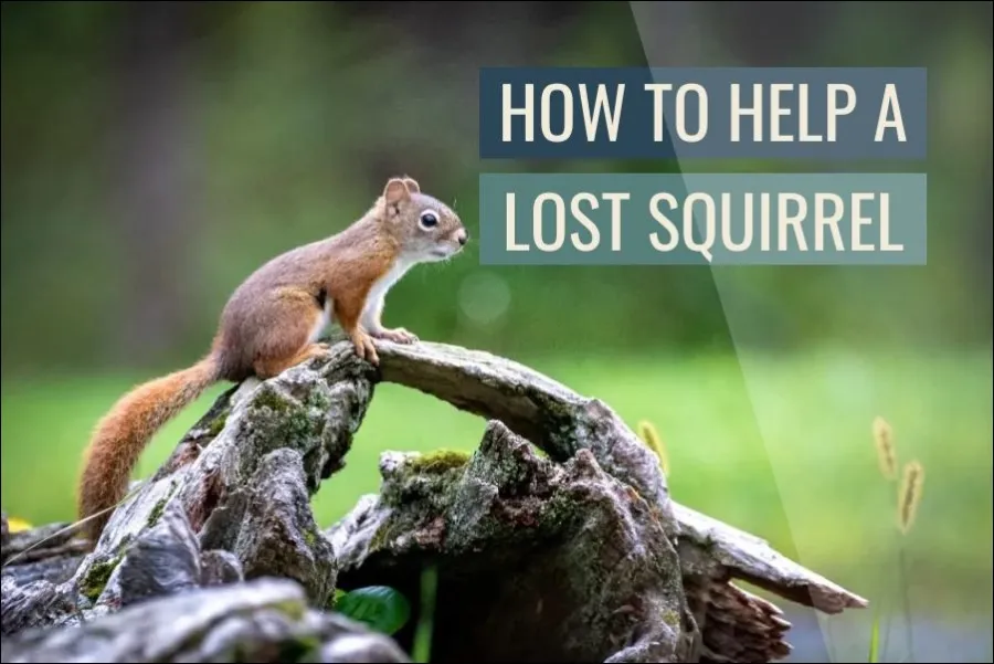 How To Help A Lost Squirrel