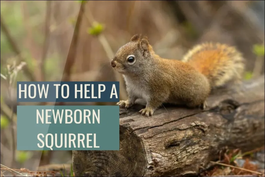 How To Help A Newborn Squirrel