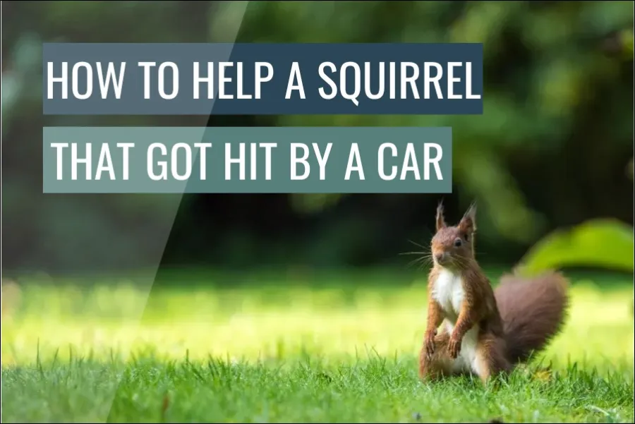 How To Help A Squirrel That Got Hit By A Car