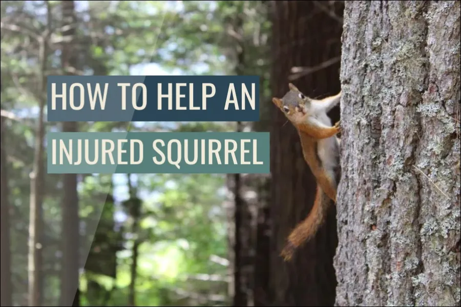 How To Help An Injured Squirrel