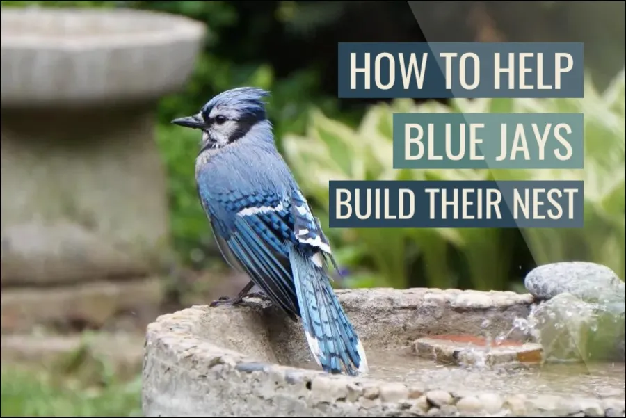 How To Help Blue Jays Build Their Nest