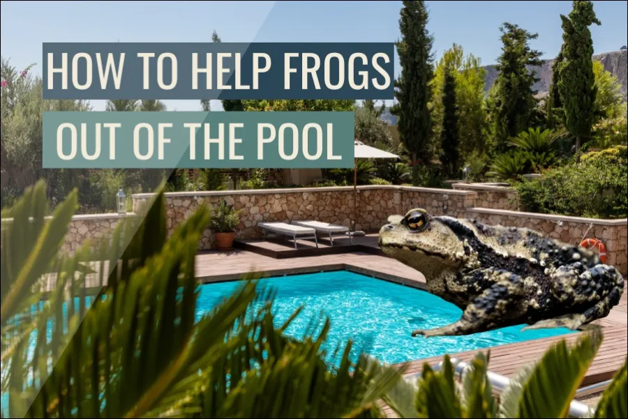How To Help Frogs Out Of The Pool